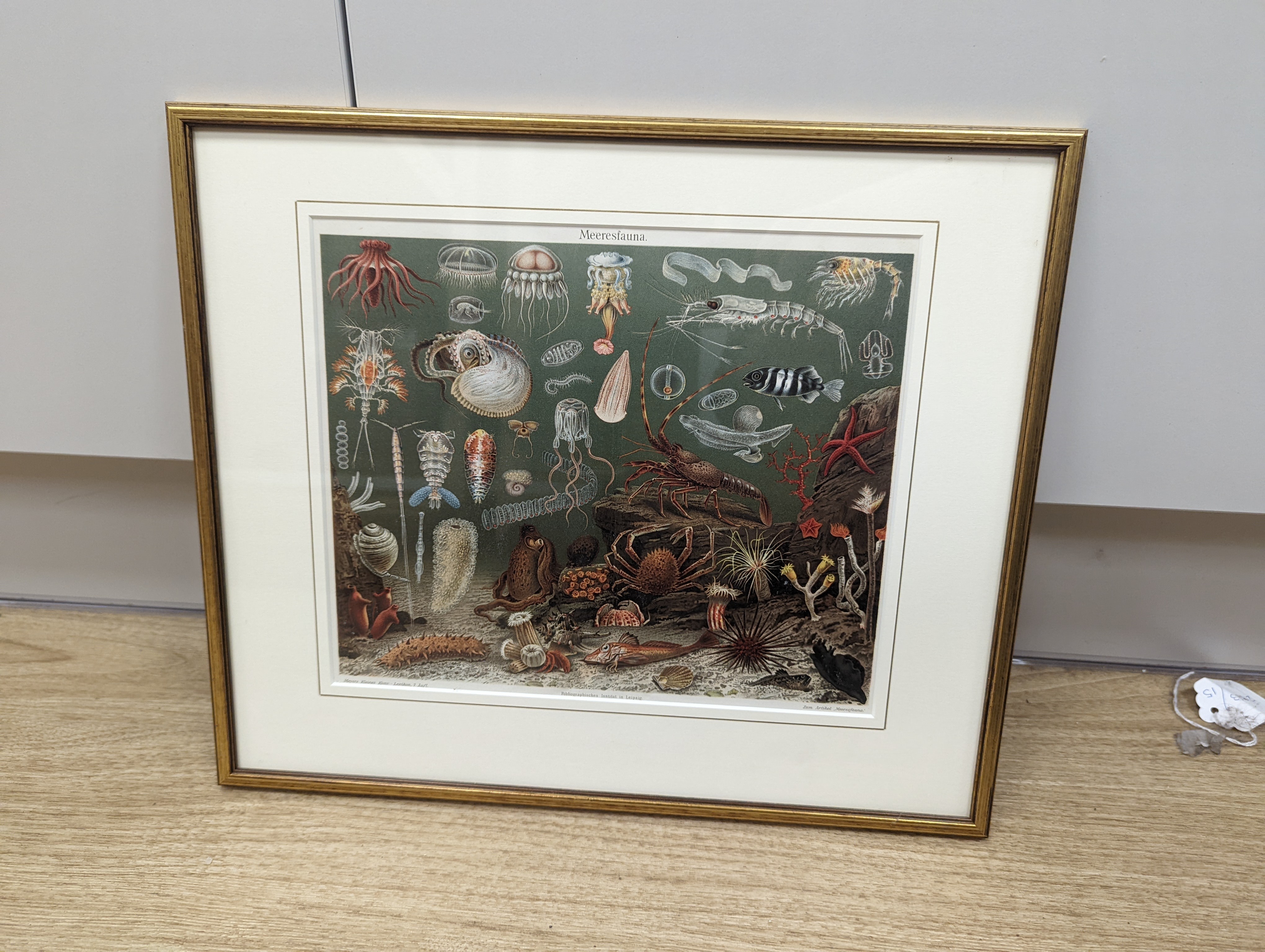 Bibliographisches Institut, Leipzig, sixteen assorted chromolithographs, Illustrations of orchids, fungi and other flora and fauna, 22 x 29cm